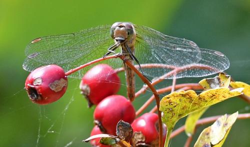 Sympetrum striolatum